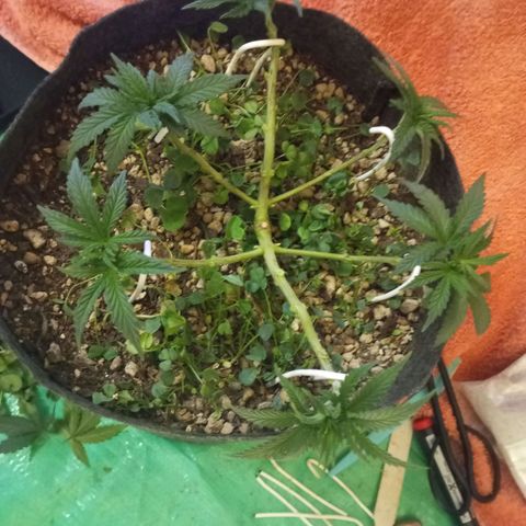 Sugar Black Rose growlog photo: Hoy realizamos una defoliación y poda fuertes, arrancamos todo lo que queda en tramos horizontales de las ramas, incluidos los brotes pequeños, y tallos de hojas cortadas, dejando las ramas vacías, se cortaron incluso los brotes de 1mm de tamaño.
Tras la poda, se cortaron todos los tréboles demasiados altos, a su vez, volvimos a colocar 1 puñado de semillas nuevas de trébol blanco en gran cantidad para mantener el cover crop, y que sus raíces se unan al micelio de las michorrizas.
Se limpió el depósito de agua, y se coloco en cada maceta tras las semillas una capa de piedra pómez.
Tras acabar se pulverizó y rego agua con algas, que ayudan al estrés.
