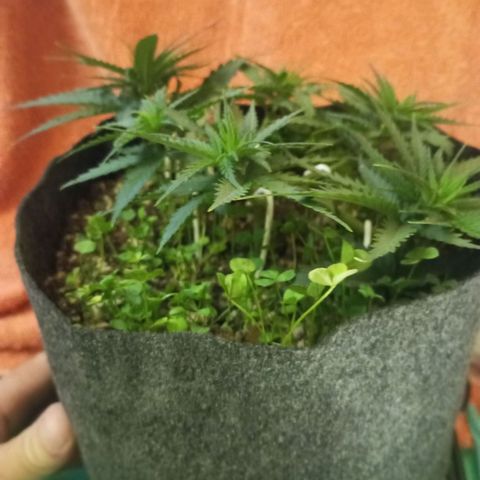 Sugar Black Rose growlog photo: Hoy realizamos una defoliación y poda fuertes, arrancamos todo lo que queda en tramos horizontales de las ramas, incluidos los brotes pequeños, y tallos de hojas cortadas, dejando las ramas vacías, se cortaron incluso los brotes de 1mm de tamaño.
Tras la poda, se cortaron todos los tréboles demasiados altos, a su vez, volvimos a colocar 1 puñado de semillas nuevas de trébol blanco en gran cantidad para mantener el cover crop, y que sus raíces se unan al micelio de las michorrizas.
Se limpió el depósito de agua, y se coloco en cada maceta tras las semillas una capa de piedra pómez.
Tras acabar se pulverizó y rego agua con algas, que ayudan al estrés.