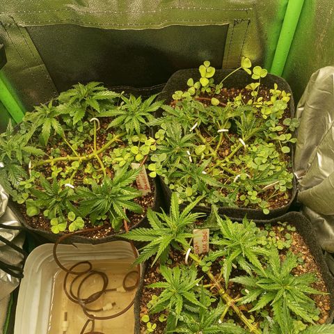 Sugar Black Rose growlog photo: Hoy realizamos una defoliación y poda fuertes, arrancamos todo lo que queda en tramos horizontales de las ramas, incluidos los brotes pequeños, y tallos de hojas cortadas, dejando las ramas vacías, se cortaron incluso los brotes de 1mm de tamaño.
Tras la poda, se cortaron todos los tréboles demasiados altos, a su vez, volvimos a colocar 1 puñado de semillas nuevas de trébol blanco en gran cantidad para mantener el cover crop, y que sus raíces se unan al micelio de las michorrizas.
Se limpió el depósito de agua, y se coloco en cada maceta tras las semillas una capa de piedra pómez.
Tras acabar se pulverizó y rego agua con algas, que ayudan al estrés.