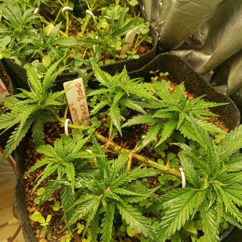 Sugar Black Rose growlog photo: Hoy realizamos una defoliación y poda fuertes, arrancamos todo lo que queda en tramos horizontales de las ramas, incluidos los brotes pequeños, y tallos de hojas cortadas, dejando las ramas vacías, se cortaron incluso los brotes de 1mm de tamaño.
Tras la poda, se cortaron todos los tréboles demasiados altos, a su vez, volvimos a colocar 1 puñado de semillas nuevas de trébol blanco en gran cantidad para mantener el cover crop, y que sus raíces se unan al micelio de las michorrizas.
Se limpió el depósito de agua, y se coloco en cada maceta tras las semillas una capa de piedra pómez.
Tras acabar se pulverizó y rego agua con algas, que ayudan al estrés.