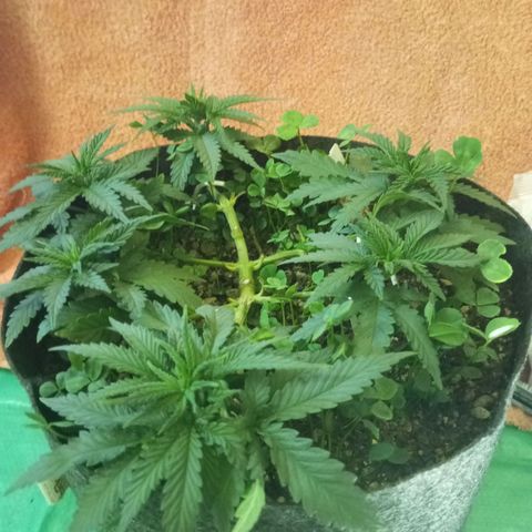 Sugar Black Rose growlog photo: Hoy realizamos una defoliación y poda fuertes, arrancamos todo lo que queda en tramos horizontales de las ramas, incluidos los brotes pequeños, y tallos de hojas cortadas, dejando las ramas vacías, se cortaron incluso los brotes de 1mm de tamaño.
Tras la poda, se cortaron todos los tréboles demasiados altos, a su vez, volvimos a colocar 1 puñado de semillas nuevas de trébol blanco en gran cantidad para mantener el cover crop, y que sus raíces se unan al micelio de las michorrizas.
Se limpió el depósito de agua, y se coloco en cada maceta tras las semillas una capa de piedra pómez.
Tras acabar se pulverizó y rego agua con algas, que ayudan al estrés.