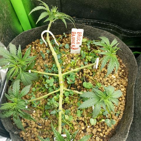 Bruce Banner Fast Version growlog photo: Hoy realizamos una defoliación y poda fuertes, arrancamos todo lo que queda en tramos horizontales de las ramas, incluidos los brotes pequeños, y tallos de hojas cortadas, dejando las ramas vacías, se cortaron incluso los brotes de 1mm de tamaño.
Tras la poda, se cortaron todos los tréboles demasiados altos, a su vez, volvimos a colocar 1 puñado de semillas nuevas de trébol blanco en gran cantidad para mantener el cover crop, y que sus raíces se unan al micelio de las michorrizas.
Se limpió el depósito de agua, y se coloco en cada maceta tras las semillas una capa de piedra pómez.
Tras acabar se pulverizó y rego agua con algas, que ayudan al estrés.