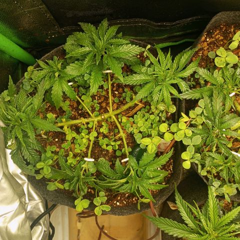 Bruce Banner Fast Version growlog photo: Hoy realizamos una defoliación y poda fuertes, arrancamos todo lo que queda en tramos horizontales de las ramas, incluidos los brotes pequeños, y tallos de hojas cortadas, dejando las ramas vacías, se cortaron incluso los brotes de 1mm de tamaño.
Tras la poda, se cortaron todos los tréboles demasiados altos, a su vez, volvimos a colocar 1 puñado de semillas nuevas de trébol blanco en gran cantidad para mantener el cover crop, y que sus raíces se unan al micelio de las michorrizas.
Se limpió el depósito de agua, y se coloco en cada maceta tras las semillas una capa de piedra pómez.
Tras acabar se pulverizó y rego agua con algas, que ayudan al estrés.