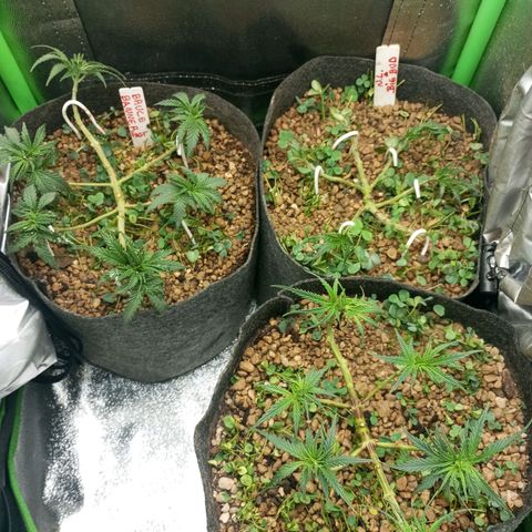Bruce Banner Fast Version growlog photo: Hoy realizamos una defoliación y poda fuertes, arrancamos todo lo que queda en tramos horizontales de las ramas, incluidos los brotes pequeños, y tallos de hojas cortadas, dejando las ramas vacías, se cortaron incluso los brotes de 1mm de tamaño.
Tras la poda, se cortaron todos los tréboles demasiados altos, a su vez, volvimos a colocar 1 puñado de semillas nuevas de trébol blanco en gran cantidad para mantener el cover crop, y que sus raíces se unan al micelio de las michorrizas.
Se limpió el depósito de agua, y se coloco en cada maceta tras las semillas una capa de piedra pómez.
Tras acabar se pulverizó y rego agua con algas, que ayudan al estrés.