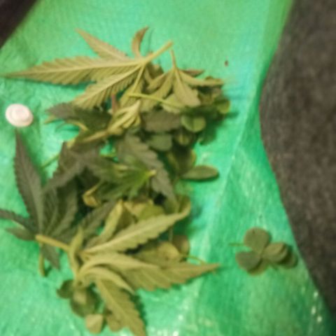 Bruce Banner Fast Version growlog photo: Hoy realizamos una defoliación y poda fuertes, arrancamos todo lo que queda en tramos horizontales de las ramas, incluidos los brotes pequeños, y tallos de hojas cortadas, dejando las ramas vacías, se cortaron incluso los brotes de 1mm de tamaño.
Tras la poda, se cortaron todos los tréboles demasiados altos, a su vez, volvimos a colocar 1 puñado de semillas nuevas de trébol blanco en gran cantidad para mantener el cover crop, y que sus raíces se unan al micelio de las michorrizas.
Se limpió el depósito de agua, y se coloco en cada maceta tras las semillas una capa de piedra pómez.
Tras acabar se pulverizó y rego agua con algas, que ayudan al estrés.
