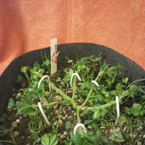 Bruce Banner Fast Version growlog photo: Hoy realizamos una defoliación y poda fuertes, arrancamos todo lo que queda en tramos horizontales de las ramas, incluidos los brotes pequeños, y tallos de hojas cortadas, dejando las ramas vacías, se cortaron incluso los brotes de 1mm de tamaño.
Tras la poda, se cortaron todos los tréboles demasiados altos, a su vez, volvimos a colocar 1 puñado de semillas nuevas de trébol blanco en gran cantidad para mantener el cover crop, y que sus raíces se unan al micelio de las michorrizas.
Se limpió el depósito de agua, y se coloco en cada maceta tras las semillas una capa de piedra pómez.
Tras acabar se pulverizó y rego agua con algas, que ayudan al estrés.