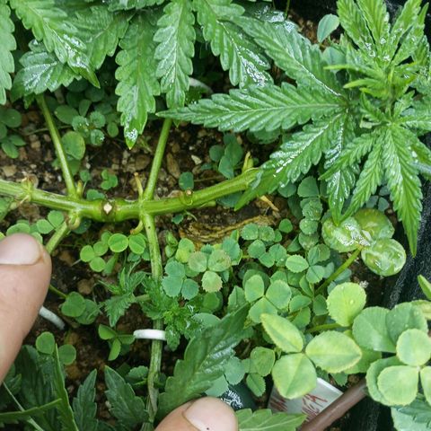 Bruce Banner Fast Version growlog photo: Hoy realizamos una defoliación y poda fuertes, arrancamos todo lo que queda en tramos horizontales de las ramas, incluidos los brotes pequeños, y tallos de hojas cortadas, dejando las ramas vacías, se cortaron incluso los brotes de 1mm de tamaño.
Tras la poda, se cortaron todos los tréboles demasiados altos, a su vez, volvimos a colocar 1 puñado de semillas nuevas de trébol blanco en gran cantidad para mantener el cover crop, y que sus raíces se unan al micelio de las michorrizas.
Se limpió el depósito de agua, y se coloco en cada maceta tras las semillas una capa de piedra pómez.
Tras acabar se pulverizó y rego agua con algas, que ayudan al estrés.