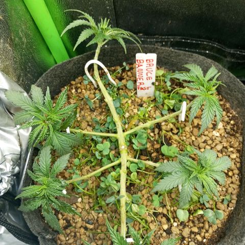 Bruce Banner Fast Version growlog photo: Hoy realizamos una defoliación y poda fuertes, arrancamos todo lo que queda en tramos horizontales de las ramas, incluidos los brotes pequeños, y tallos de hojas cortadas, dejando las ramas vacías, se cortaron incluso los brotes de 1mm de tamaño.
Tras la poda, se cortaron todos los tréboles demasiados altos, a su vez, volvimos a colocar 1 puñado de semillas nuevas de trébol blanco en gran cantidad para mantener el cover crop, y que sus raíces se unan al micelio de las michorrizas.
Se limpió el depósito de agua, y se coloco en cada maceta tras las semillas una capa de piedra pómez.
Tras acabar se pulverizó y rego agua con algas, que ayudan al estrés.