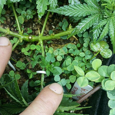 Bruce Banner Fast Version growlog photo: Hoy realizamos una defoliación y poda fuertes, arrancamos todo lo que queda en tramos horizontales de las ramas, incluidos los brotes pequeños, y tallos de hojas cortadas, dejando las ramas vacías, se cortaron incluso los brotes de 1mm de tamaño.
Tras la poda, se cortaron todos los tréboles demasiados altos, a su vez, volvimos a colocar 1 puñado de semillas nuevas de trébol blanco en gran cantidad para mantener el cover crop, y que sus raíces se unan al micelio de las michorrizas.
Se limpió el depósito de agua, y se coloco en cada maceta tras las semillas una capa de piedra pómez.
Tras acabar se pulverizó y rego agua con algas, que ayudan al estrés.