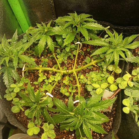Bruce Banner Fast Version growlog photo: Hoy realizamos una defoliación y poda fuertes, arrancamos todo lo que queda en tramos horizontales de las ramas, incluidos los brotes pequeños, y tallos de hojas cortadas, dejando las ramas vacías, se cortaron incluso los brotes de 1mm de tamaño.
Tras la poda, se cortaron todos los tréboles demasiados altos, a su vez, volvimos a colocar 1 puñado de semillas nuevas de trébol blanco en gran cantidad para mantener el cover crop, y que sus raíces se unan al micelio de las michorrizas.
Se limpió el depósito de agua, y se coloco en cada maceta tras las semillas una capa de piedra pómez.
Tras acabar se pulverizó y rego agua con algas, que ayudan al estrés.