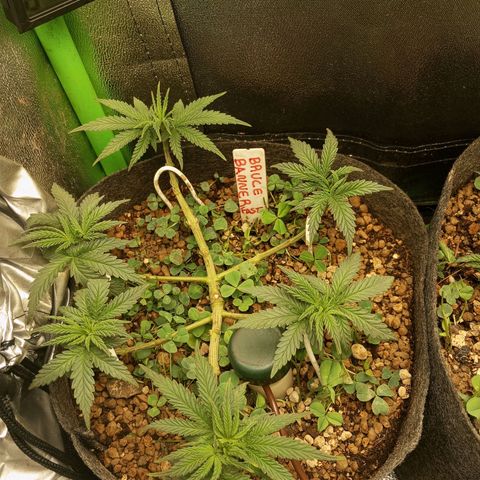 Bruce Banner Fast Version growlog photo: Vemos el excelente estado que tiene tan solo después de 6 horas de la defoliación radical, esto es debido principalmente a las algas (yo uso algas cultivers) muy económicas.