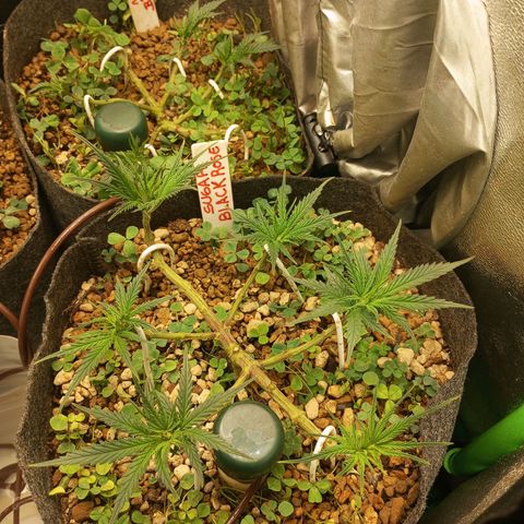 Sugar Black Rose growlog photo: Tan solo 6 horas después de la gran defoliación, gracias a las algas en riego radicular y foliar, no se aprecia ningún estrés por parte de las plantas.