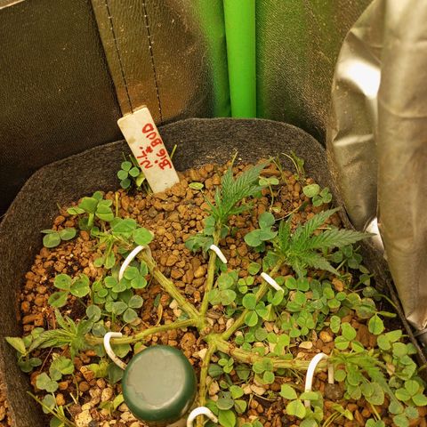 Sugar Black Rose growlog photo: Tan solo 6 horas después de la gran defoliación, gracias a las algas en riego radicular y foliar, no se aprecia ningún estrés por parte de las plantas.