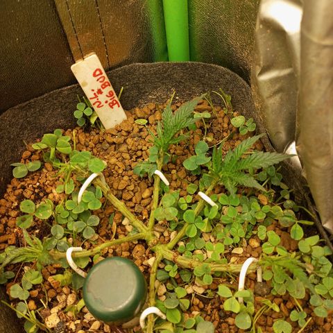 Sugar Black Rose growlog photo: Tan solo 6 horas después de la gran defoliación, gracias a las algas en riego radicular y foliar, no se aprecia ningún estrés por parte de las plantas.