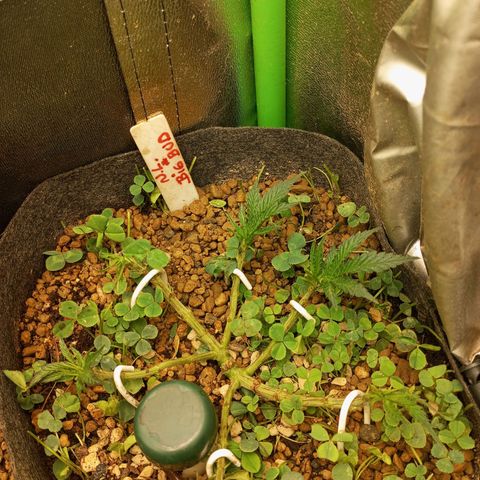 Sugar Black Rose growlog photo: Tan solo 6 horas después de la gran defoliación, gracias a las algas en riego radicular y foliar, no se aprecia ningún estrés por parte de las plantas.