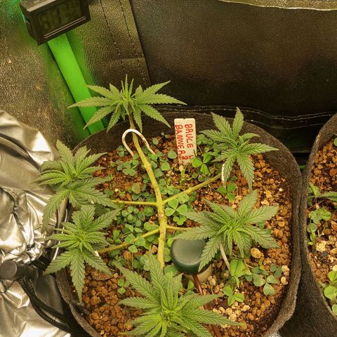 Sugar Black Rose growlog photo: Tan solo 6 horas después de la gran defoliación, gracias a las algas en riego radicular y foliar, no se aprecia ningún estrés por parte de las plantas.