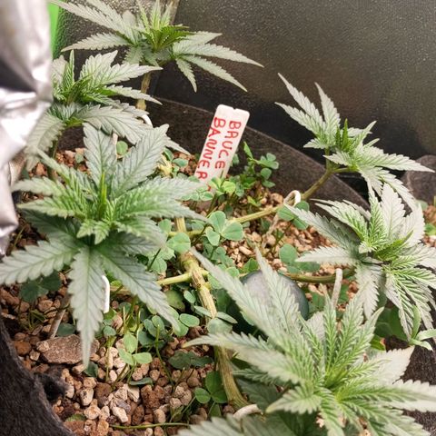 Bruce Banner Fast Version growlog photo: Al día siguiente de la defoliación están en perfecto estado y se mantienen todos los brotes al mismo nivel, se ven muy sanas y con vigor.