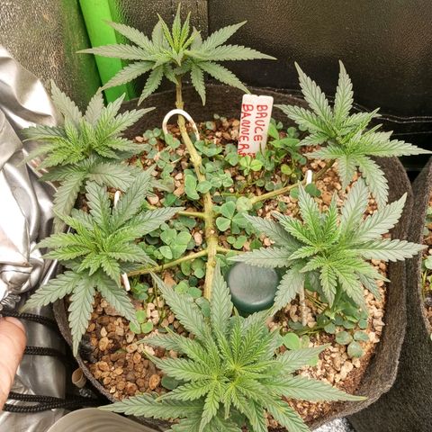 Bruce Banner Fast Version growlog photo: Al día siguiente de la defoliación están en perfecto estado y se mantienen todos los brotes al mismo nivel, se ven muy sanas y con vigor.