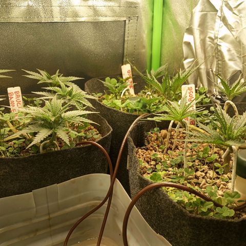 Bruce Banner Fast Version growlog photo: Al día siguiente de la defoliación están en perfecto estado y se mantienen todos los brotes al mismo nivel, se ven muy sanas y con vigor.