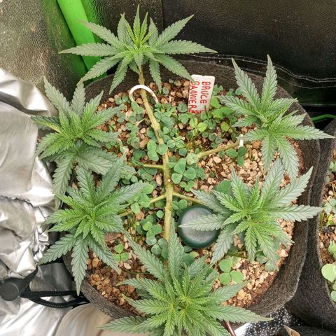 Bruce Banner Fast Version growlog photo: Al día siguiente de la defoliación están en perfecto estado y se mantienen todos los brotes al mismo nivel, se ven muy sanas y con vigor.