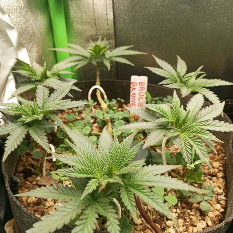 Bruce Banner Fast Version growlog photo: Al día siguiente de la defoliación están en perfecto estado y se mantienen todos los brotes al mismo nivel, se ven muy sanas y con vigor.