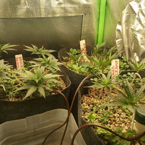 Bruce Banner Fast Version growlog photo: Al día siguiente de la defoliación están en perfecto estado y se mantienen todos los brotes al mismo nivel, se ven muy sanas y con vigor.