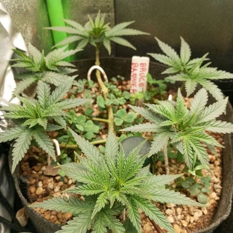 Bruce Banner Fast Version growlog photo: Al día siguiente de la defoliación están en perfecto estado y se mantienen todos los brotes al mismo nivel, se ven muy sanas y con vigor.