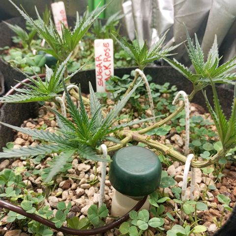 Sugar Black Rose growlog photo: Excelente estado tras la poda, todas las hojas rezando hacia la luz con un vigor excelente, es mi planta favorita 