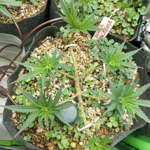 Sugar Black Rose growlog photo: Excelente estado tras la poda, todas las hojas rezando hacia la luz con un vigor excelente, es mi planta favorita 