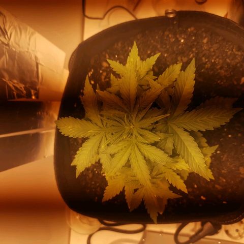 Northern Light  #1 growlog timeline photo