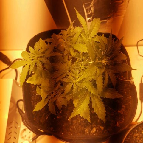 Northern Light  #1 growlog photo: Lst day 1