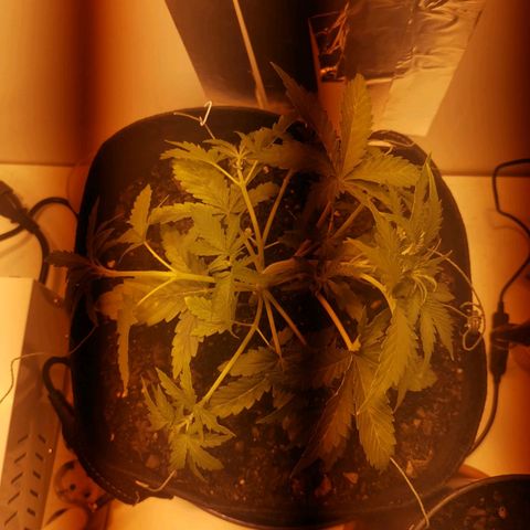Northern Light  #1 growlog photo: Lst complete day 1