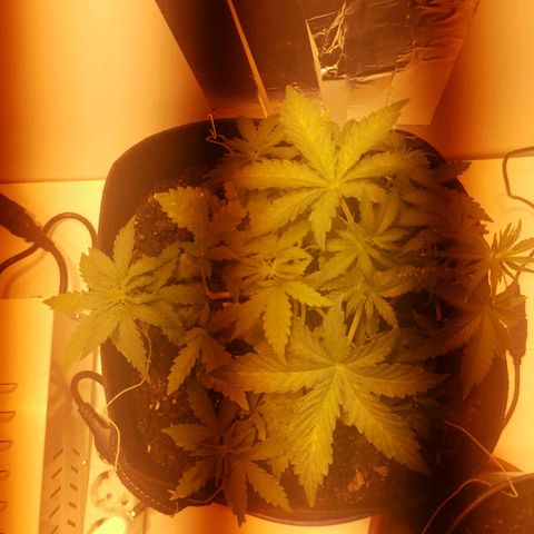 Northern Light  #1 growlog timeline photo