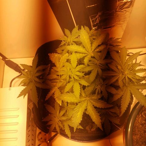Northern Light  #1 growlog timeline photo
