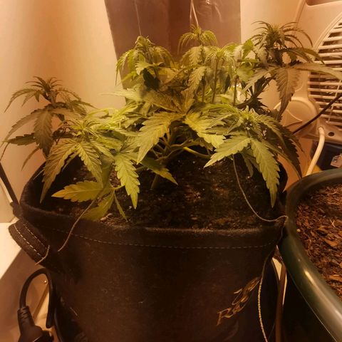 Northern Light  #1 growlog timeline photo