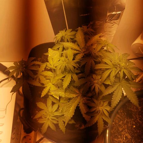 Northern Light  #1 growlog timeline photo