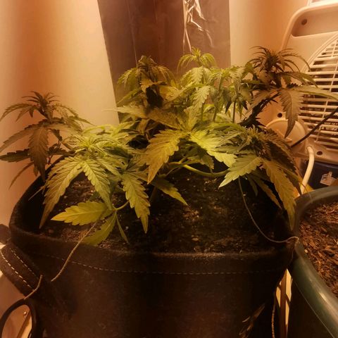Northern Light  #1 growlog timeline photo