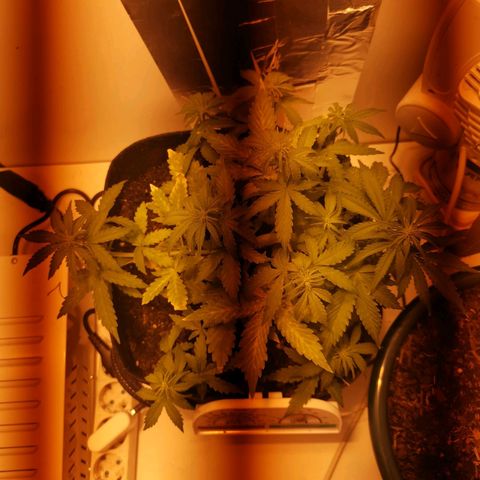 Northern Light  #1 growlog timeline photo