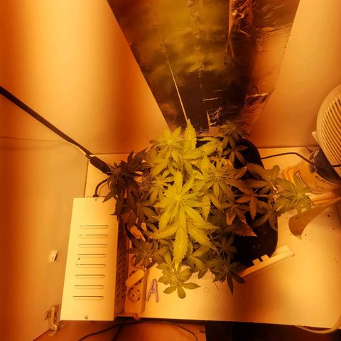 Northern Light  #1 growlog photo: Hps 400w 24h