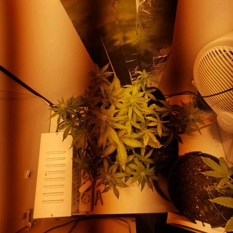 Northern Light  #1 growlog timeline photo