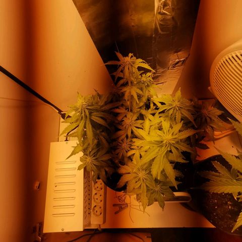 Northern Light  #1 growlog timeline photo