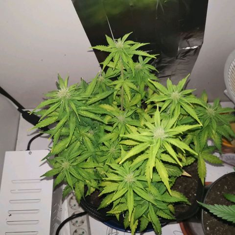 Northern Light  #1 growlog timeline photo