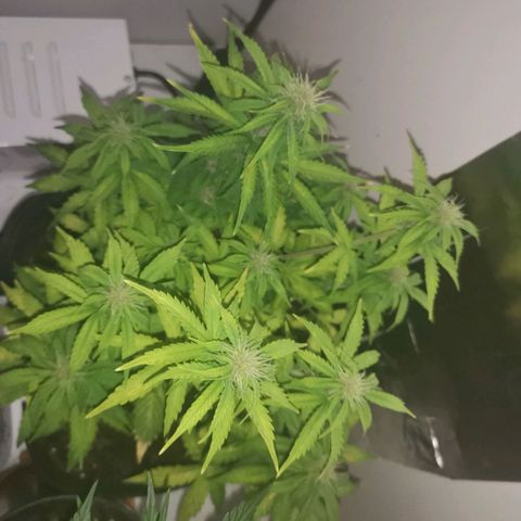 Northern Light  #1 growlog timeline photo