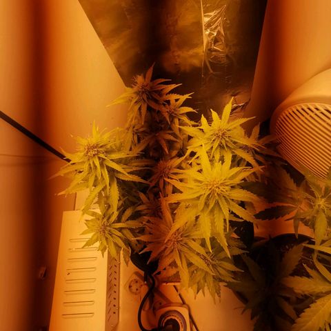 Northern Light  #1 growlog timeline photo