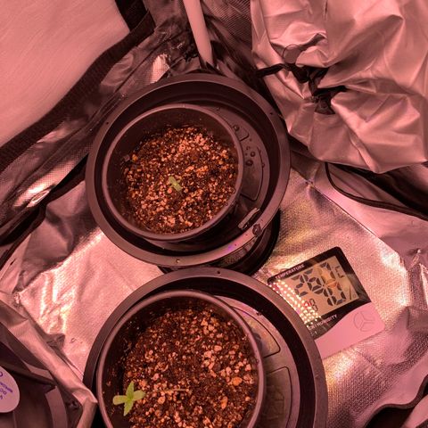 Amazonas 1 growlog timeline photo