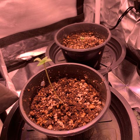 Amazonas 1 growlog timeline photo