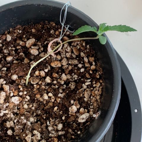 Amazonas 1 growlog timeline photo