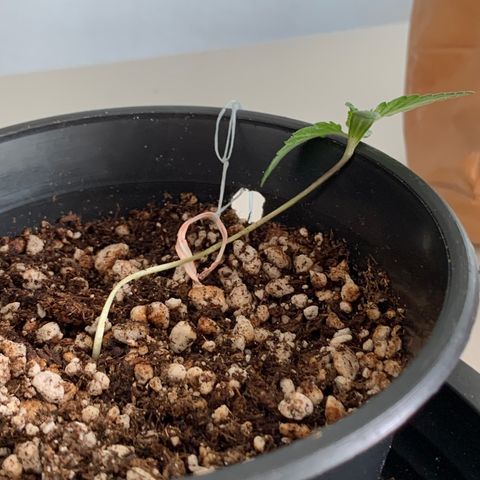 Amazonas 1 growlog timeline photo