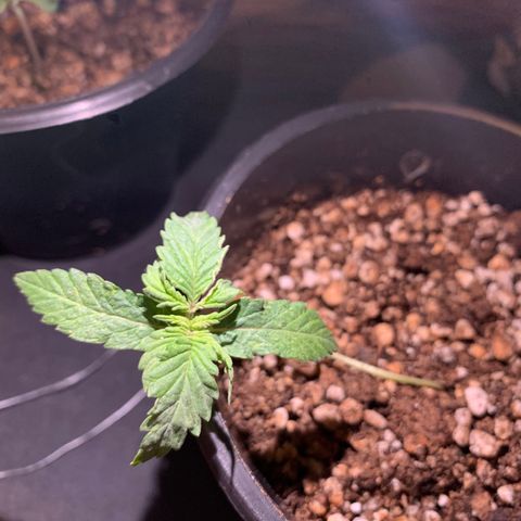 Amazonas 1 growlog timeline photo