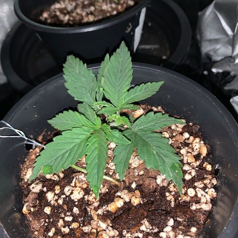 Amazonas 1 growlog timeline photo